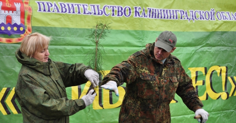 В поселке Родники появились молодые сосны, ели и дубы
