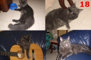 Кот Максим
Курилов Алексей