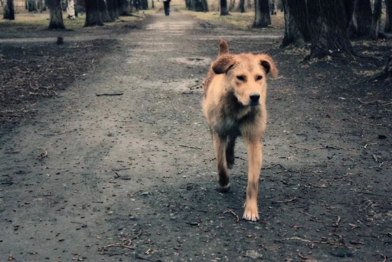 Бродячая собака: друг или враг?