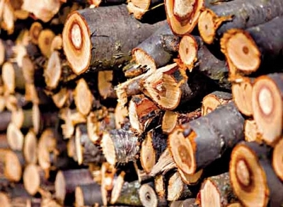 Документы на заготовку древесины можно будет подавать через МФЦ