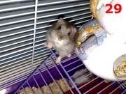 Арсений Максим