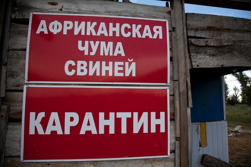 Вспышки АЧС продолжаются