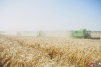 farmer029.jpg