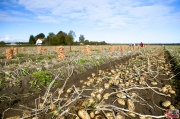 pole_0020.jpg
