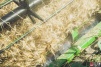 farmer024.jpg