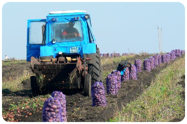 Жатву зерновых и зернобобовых наши земледельцы уже завершили и начали закладывать основу для будущего урожая: ведут вспашку и сеют озимые.