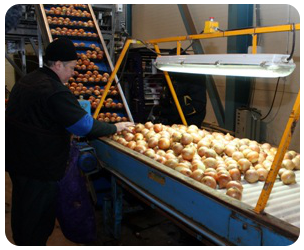 На предприятии обрабатывают лук, картофель и прочие овощи