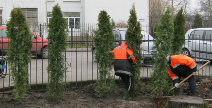 Совсем недавно территория ясельного корпуса детского сада «Березка» изменилась до неузнаваемости - теперь ее украшают 40 высоких красивых туй