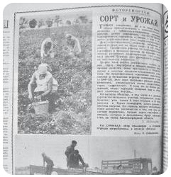 Сорт и урожай