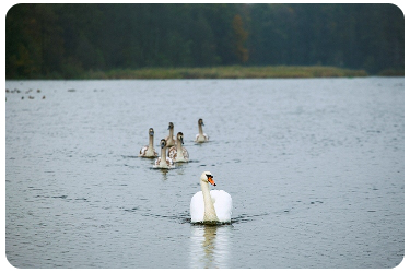 В редакцию обратился читатель Виталий Бреус и сообщил, что семье лебедей, обитающей на парковом озере в районе ул. Озерной в Гурьевске, угрожает опасность. «НВ» разбирается в ситуации