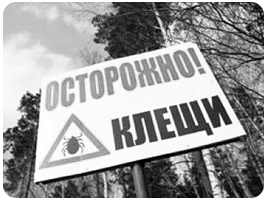Клещи не падают с деревьев!